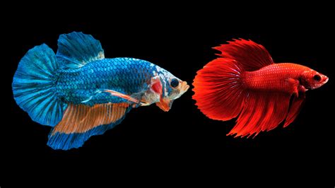 Can Betta Fish Live With Other Fish A Guide To Successful Tankmates