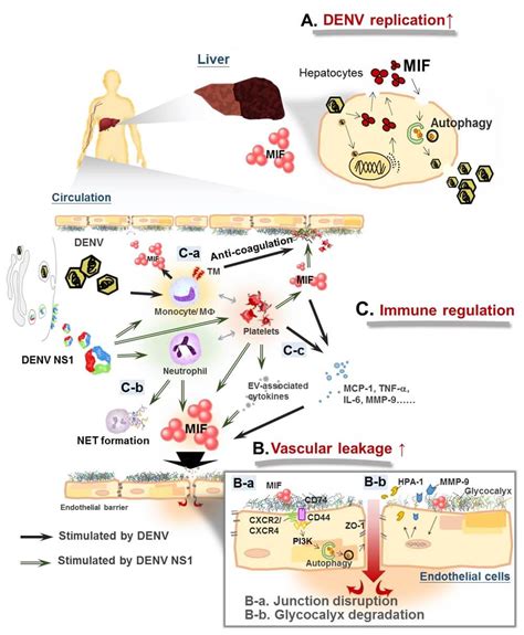 Dengue And Dengue Virus An Overview