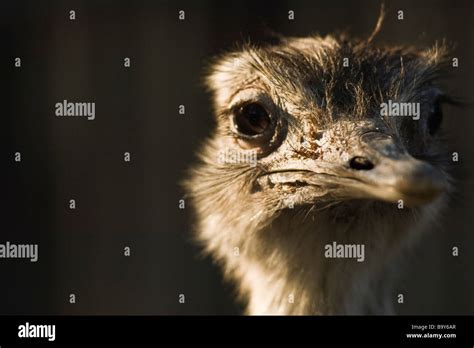 Greater Rhea Rhea Americana Stock Photo Alamy
