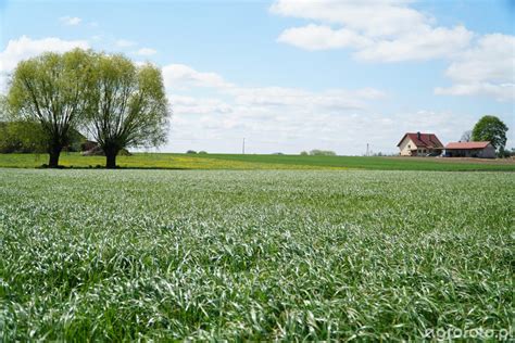 Mieszanka Poplonowa Bg Poplon Obrazek Fotka Zdjecie Photo