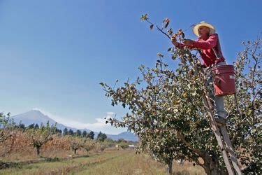 Persiste tradición del tejocote en Calpan Puebla Grupo Milenio