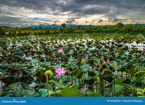 Flower lotus field stock photo. Image of background, thailand - 55546018