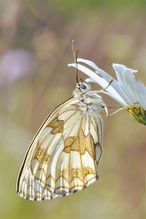 10 INTERESTING BUTTERFLY HABITAT FACTS THAT YOU SHOULD KNOW - Kaziranga.org