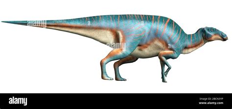 Maiasaura Un Hadrosaurio Sobre Un Fondo Blanco Este Dinosaurio De