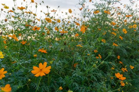 Orange Cosmos Flower Garden Blooming With Sunrise In Spring Season