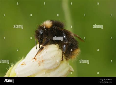 Natural Closeup On An Early Bumblbee Bombus Pratorum On A White