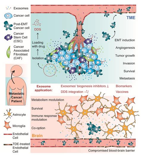 Schematic representation of both stages of the process of metastases ...