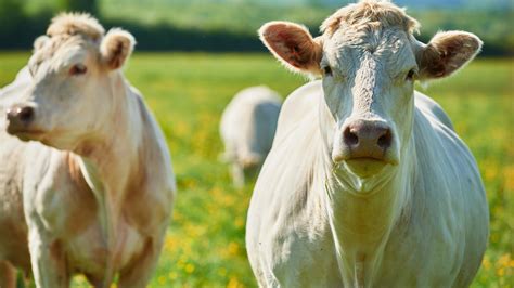 Heritage Cattle Breeds: A Guide to Sustainable Livestock - Mother Farmland