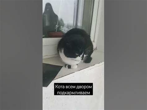 дворовой кот #shorts - YouTube