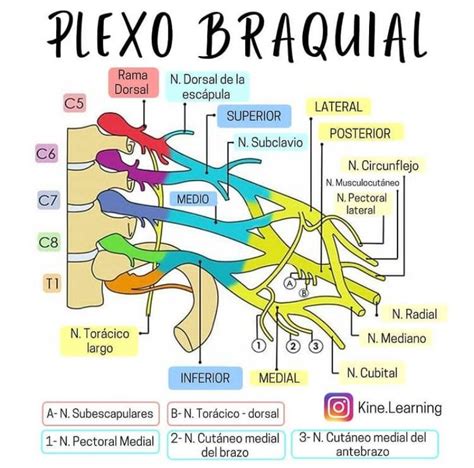 Plexo Braquial Artofit