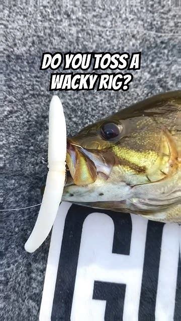 Wacky Rigs Are Super Effective At Catching Bass Bassfishing