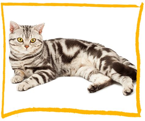 Top 100 Pictures Pictures Of American Shorthair Cats Excellent