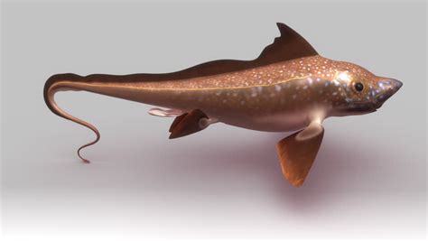 deep sea chimaera image  stock photo public domain photo cc