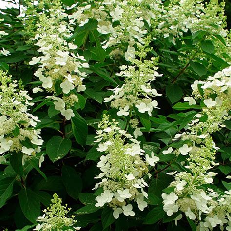 Panicle hydrangea - FineGardening