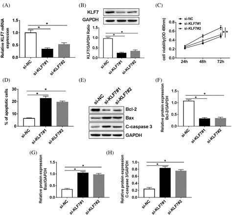 MiR 494 3p Regulates Cell Proliferation And Apoptosis Via KLF7 In