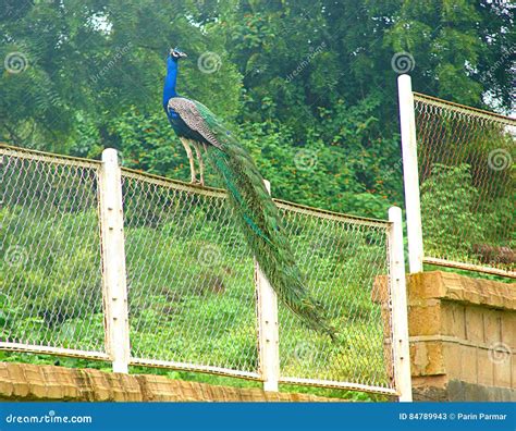 Male Indian Peafowl Common Peacock Sitting On A Fence Stock Image