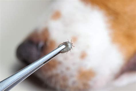 Ticks On Dogs - Get Rid of The Bloodsuckers That Hide On Dogs