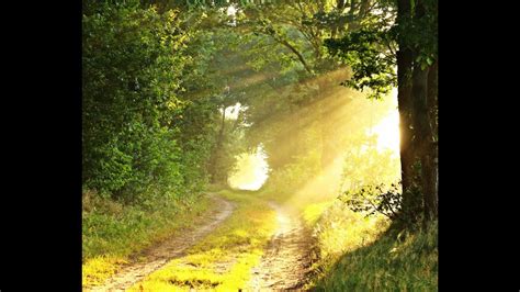 Relaxing Forest Sounds Birds chirping Entspannende Wald geräusche und