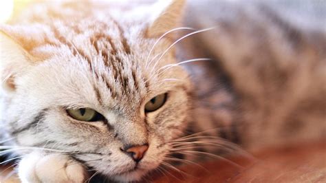 Descubra Quais S O As Ra As De Gatos Que Vivem Mais Tempo