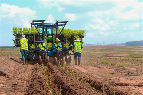 Mudas Pr Brotadas Como Fazer Um Bom Planejamento De Plantio