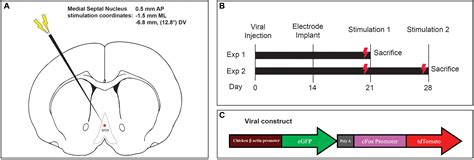 Frontiers Deep Brain Stimulation Of The Medial Septal Nucleus Induces