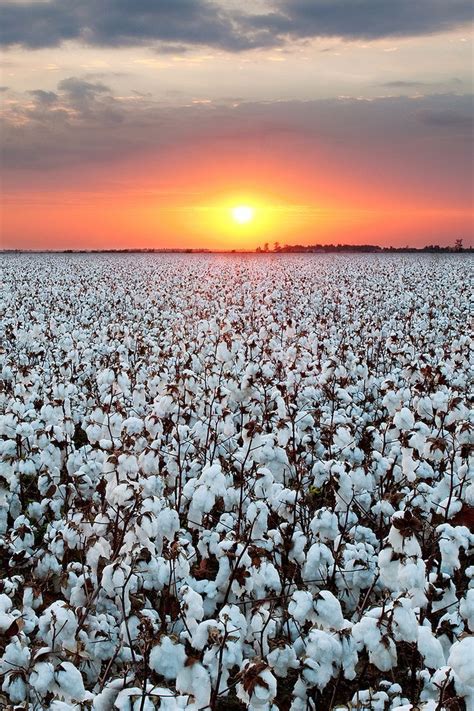 Them Old Cotton Fields Back Home Cotton Fields Places Sunset