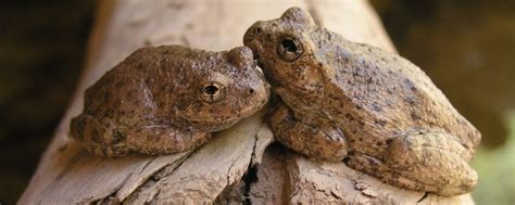 3 Types Of Tree Frogs Found In Arizona ID Guide Nature Blog Network