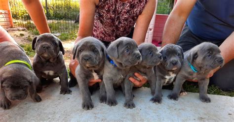 Chiot Elevage De La Campagne Fontenelle Eleveur De Chiens Cane Corso