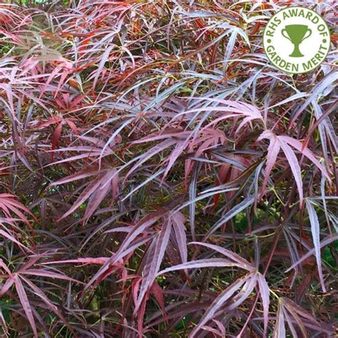 Acer Palmatum Red Pygmy Dwarf Japanese Maple Trees For Sale