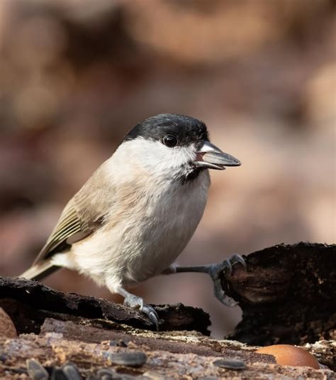 Marsh tit poecile palustris un pájaro se sienta en un árbol caído con