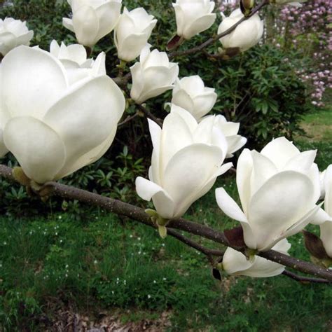 Купить саженцы магнолий в Киеве, заказать саженцы магнолий дешево в ...