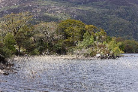 39 Lakes of killarney Stock Pictures, Editorial Images and Stock Photos ...