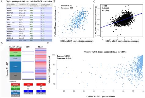 SDC1 MRNA Expression Is Correlated To PLAU MRNA Expression In Breast