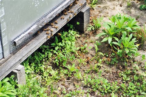 Protecting Honey Bees From Pesticides