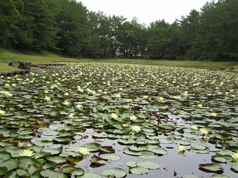 みそぎ池のスイレン、あじさいの道 見頃です 阿波岐原森林公園 市民の森 Shimin No Mori