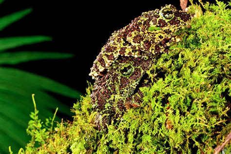 Vietnamese Mossy Frog Theloderma Photograph By David Northcott Pixels