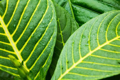 Green Tropical Leaves Free Stock Photo - Public Domain Pictures