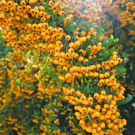 Pyracantha Coccinea Soleil D Or Ognik Cm Sklep Z Ro Linami