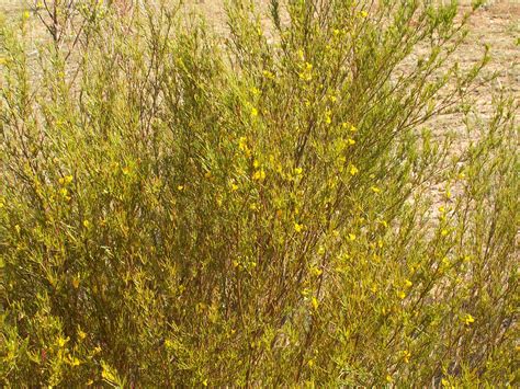 Rooibos (Anglicized pronunciation: /ˈrɔɪbɒs/ ROY-bos; Afrikaans ...