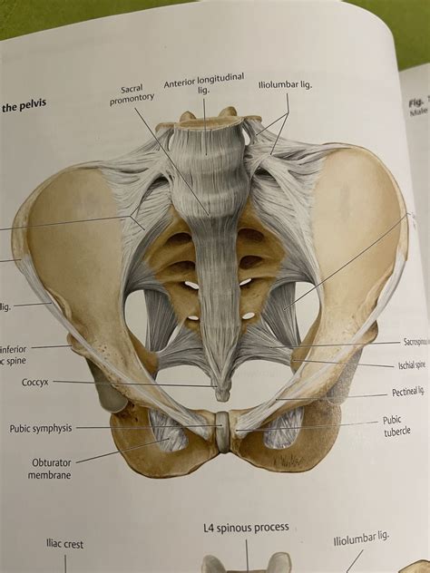 Abdomen And Pelvis Perineum Practical Pelvic Girdle W Ligaments