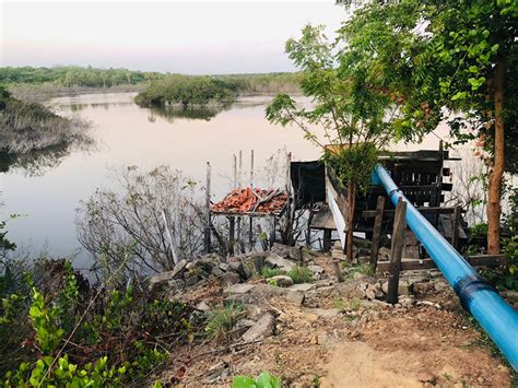 Fazenda De Camarão é Multada Em Mais De R 1 Milhão Por Crime Ambiental