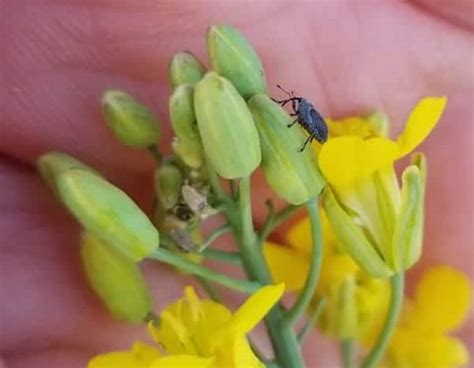 Insect Update Canola Council Of Canada