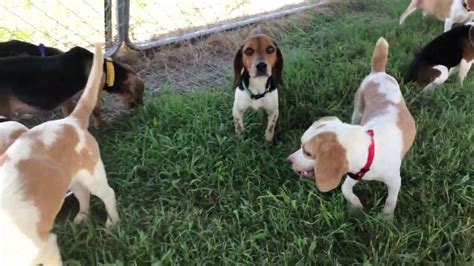 15 Beagles Rescued From A Hoarding Situation Available For Adoption