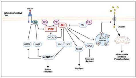 Ijms Free Full Text The Pi3k Akt Pathway In Meta Inflammation