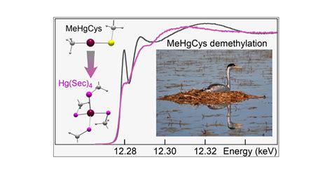 Demethylation Of Methylmercury In Bird Fish And Earthworm