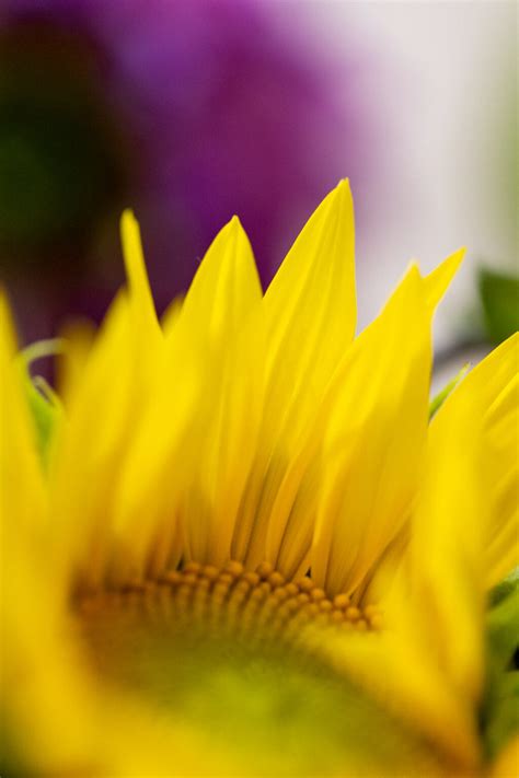 Sunflower Petals • Free Nature Stock Photo