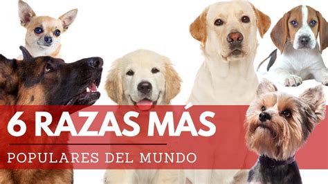 Las 6 Razas De Perro MÁs Populares Del Mundo Youtube