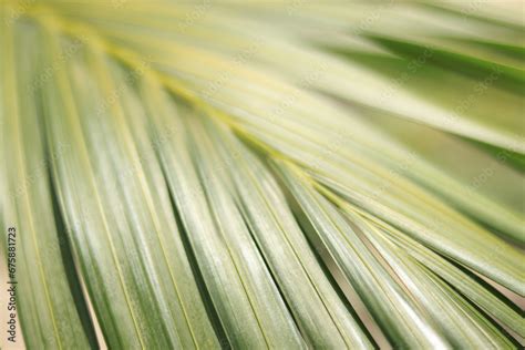 Texture Of Coconut Leaves Green Palm Leaf For Background Perfect