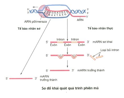 Tổng ôn Tập Lý Thuyết Arn Và Quá Trình Phiên Mã Môn Sinh Lớp 12