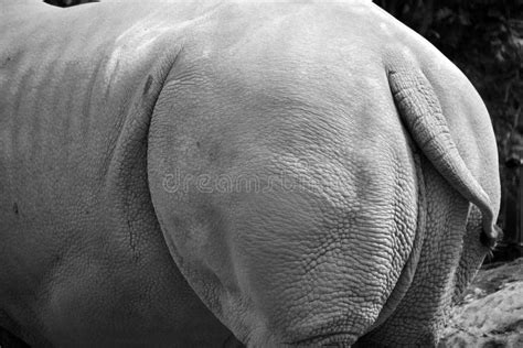 Skin Of A Rhinoceros Meaning `nose Horn` Stock Photo Image Of Africa